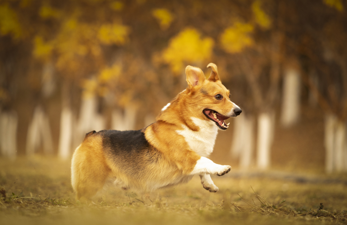 柯基户外秋景写真
