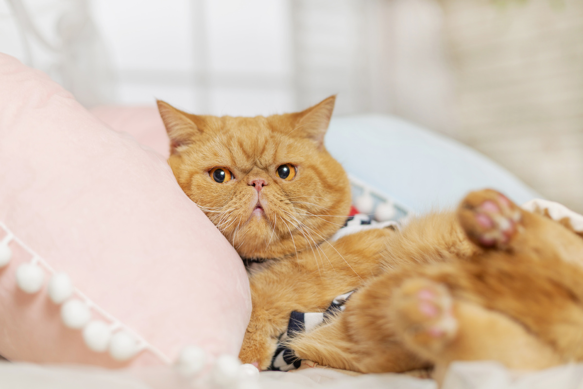 加菲猫~胖一点才可爱呀