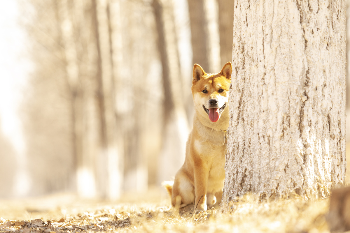 柴犬郊野公园写真 - 微看宠物摄影 - 图虫