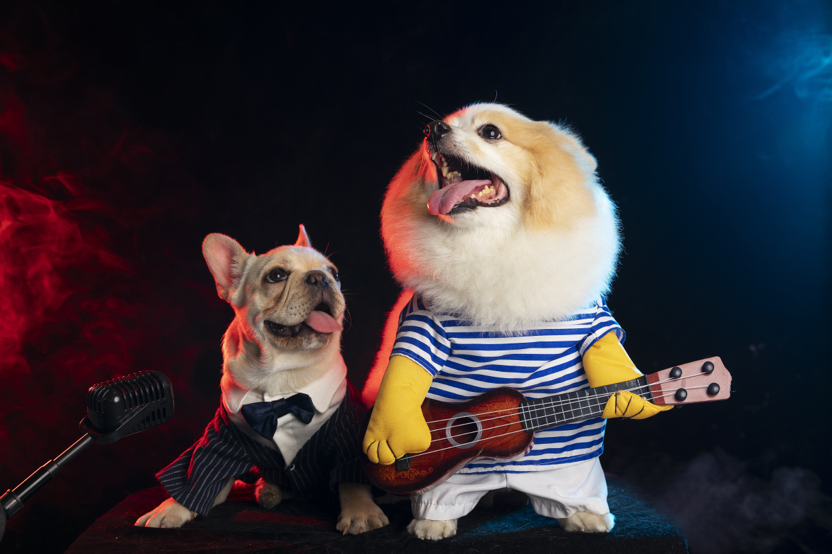 博美法牛室内合影留念 - 微看宠物摄影