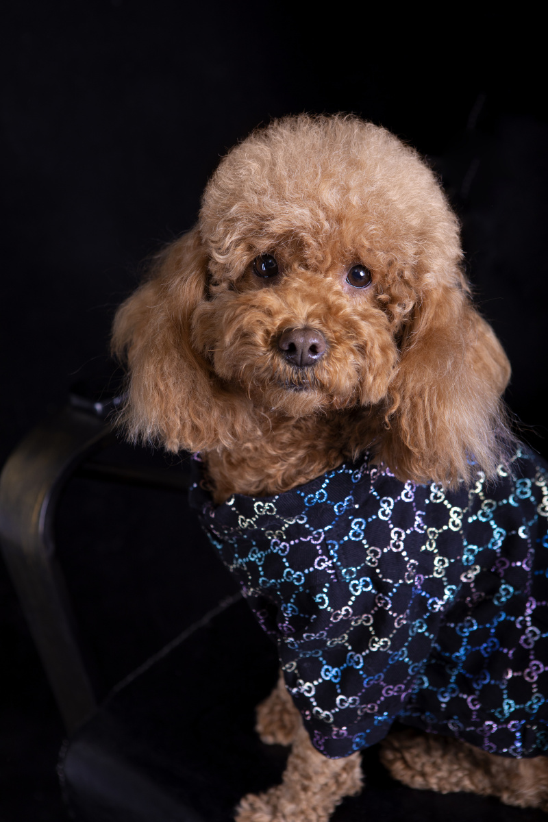 一起来拍照的泰迪和吉娃娃