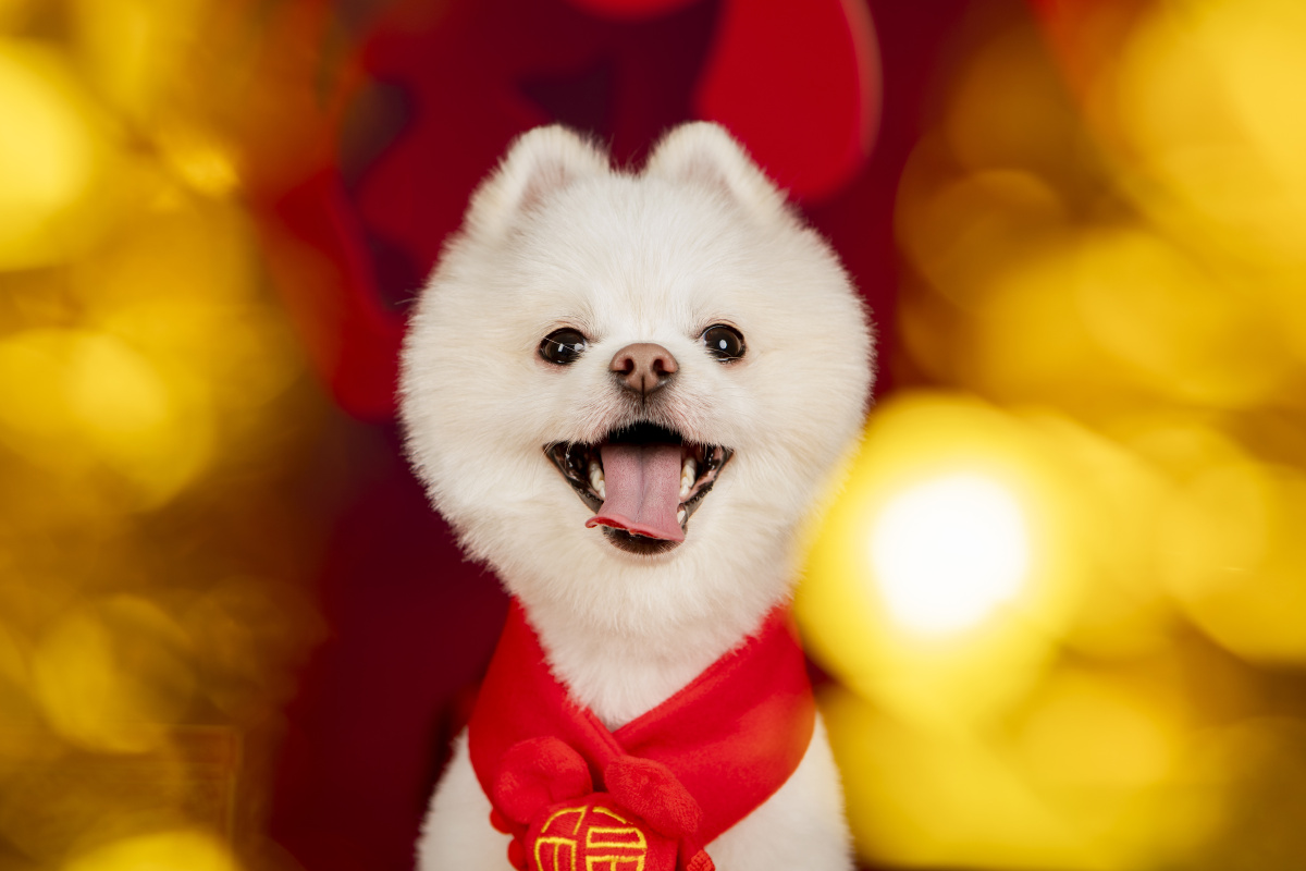 博美尼莫新年写真