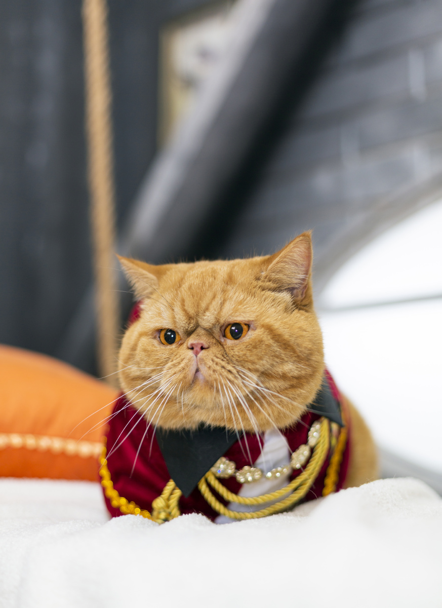 加菲猫 - 微看宠物摄影 - 图虫