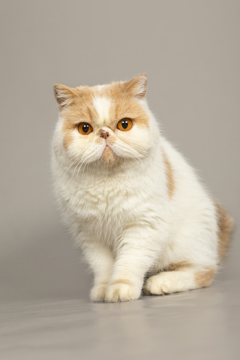 加菲猫室内写真 - 微看宠物摄影 - 图虫