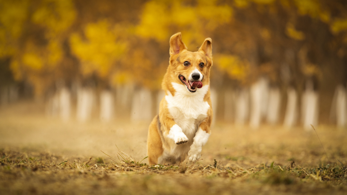 柯基户外秋景写真