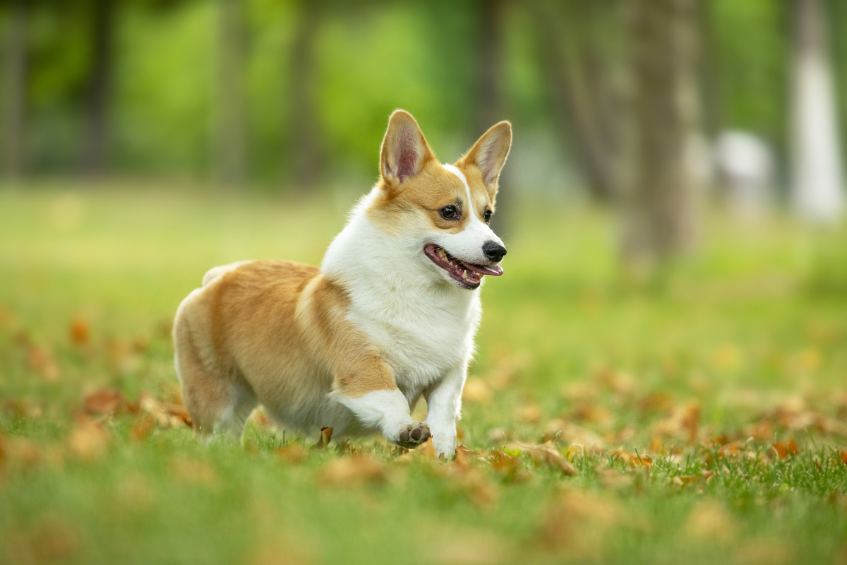 柯基的草地写真