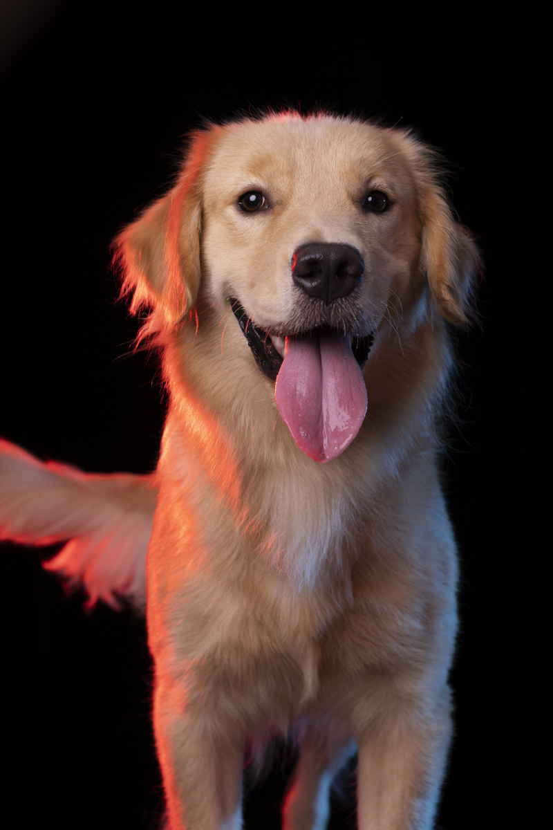 金毛- 微看宠物摄影 - 图虫