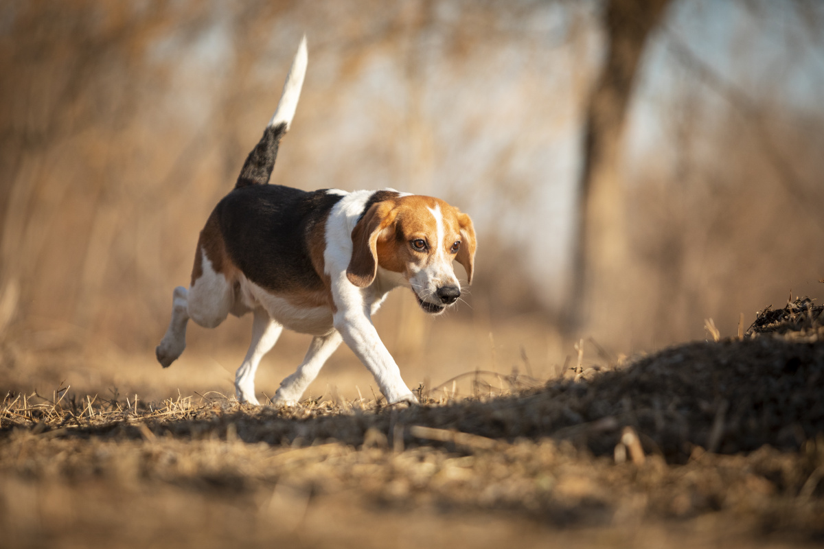 比格犬户外写真 - 微看宠物摄影 - 图虫