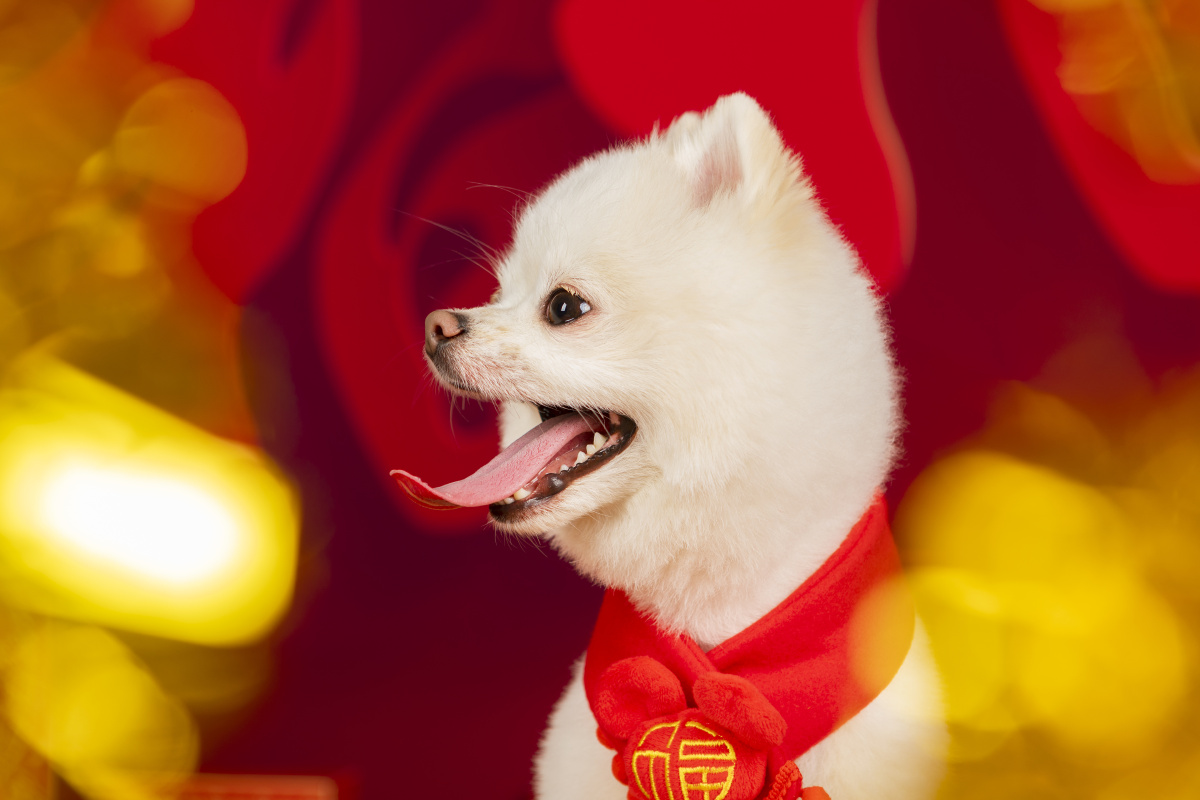 博美尼莫新年写真