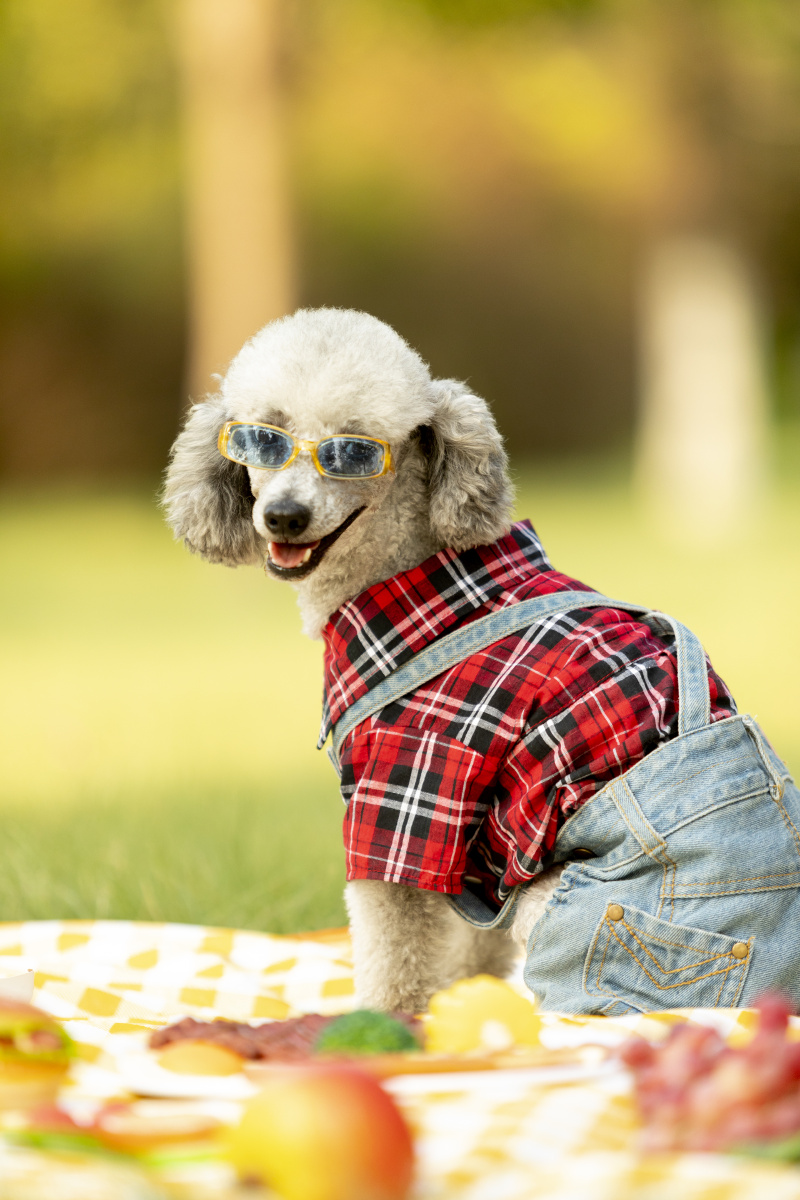 泰迪户外写着 - 微看宠物摄影 - 图虫