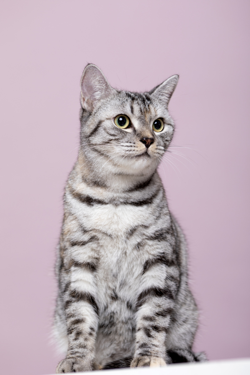 英短猫咪写真 - 微看宠物摄影 - 图虫