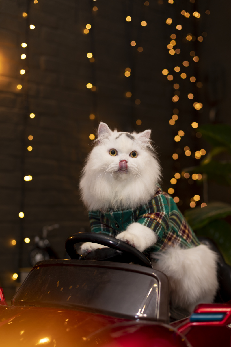 高地猫室内写真 - 微看宠物摄影 - 图虫