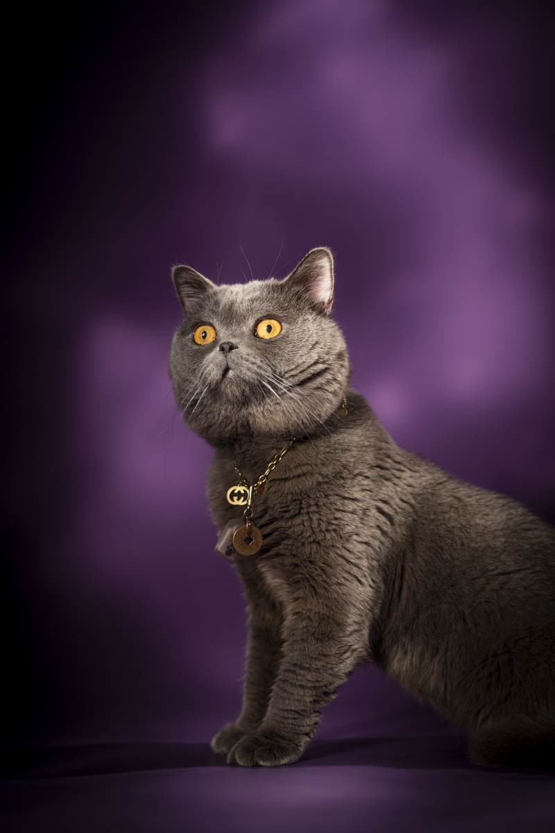 蓝猫内景写真 - 微看宠物摄影 - 图虫