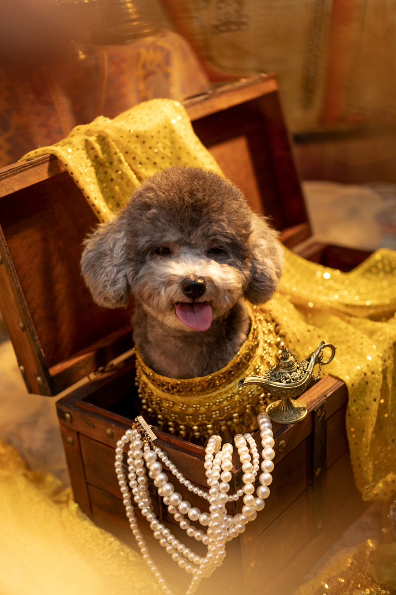 泰迪写真 - 微看宠物摄影 - 图虫