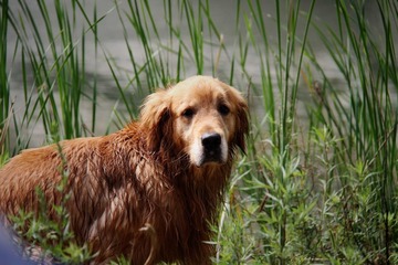 狗