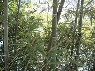 蔡伦竹海1