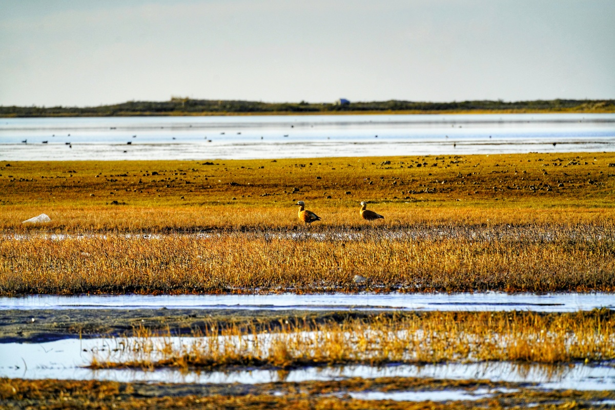 青海湖湿地的水鸟