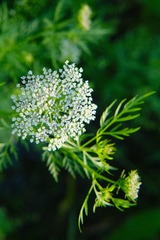 A53790B0-988E-461C-A3BC-66F5ABC910D4/L0/001