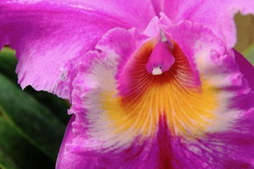 花中鱼