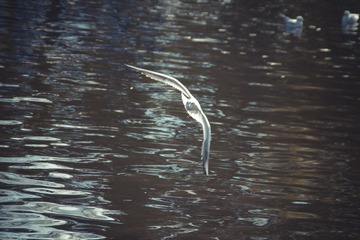 IMGP2430.jpg