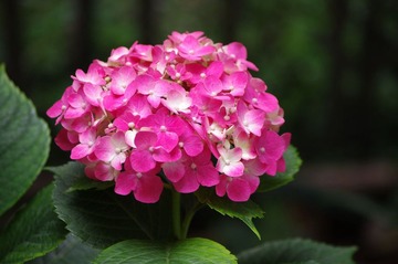 院子里的花