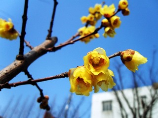 花儿