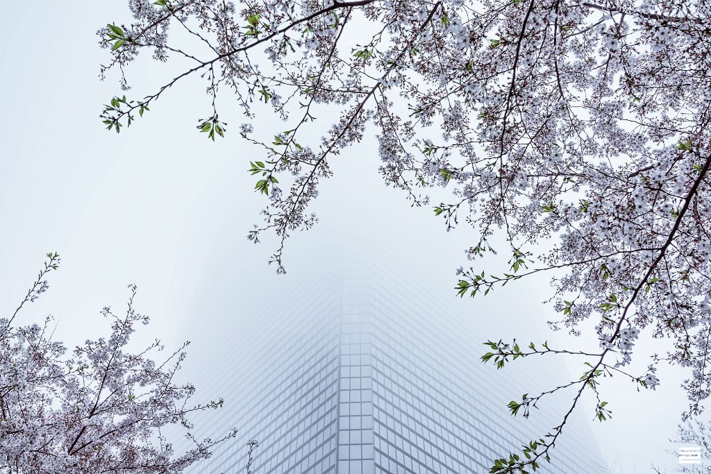 2016年4月1日，那时花开。大雾天在花儿拥簇下的环球金融中心。