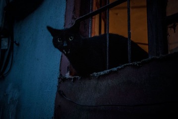20130514，喵，大田路。1000.jpg