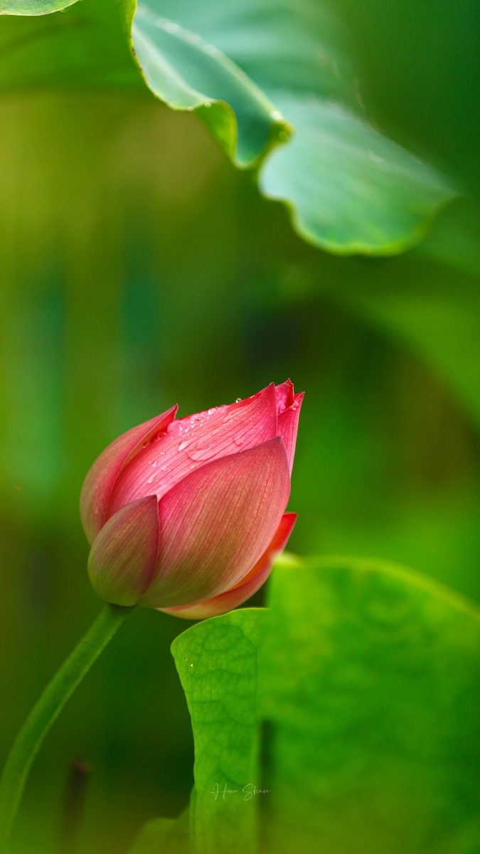 竹色溪下绿荷花镜里香