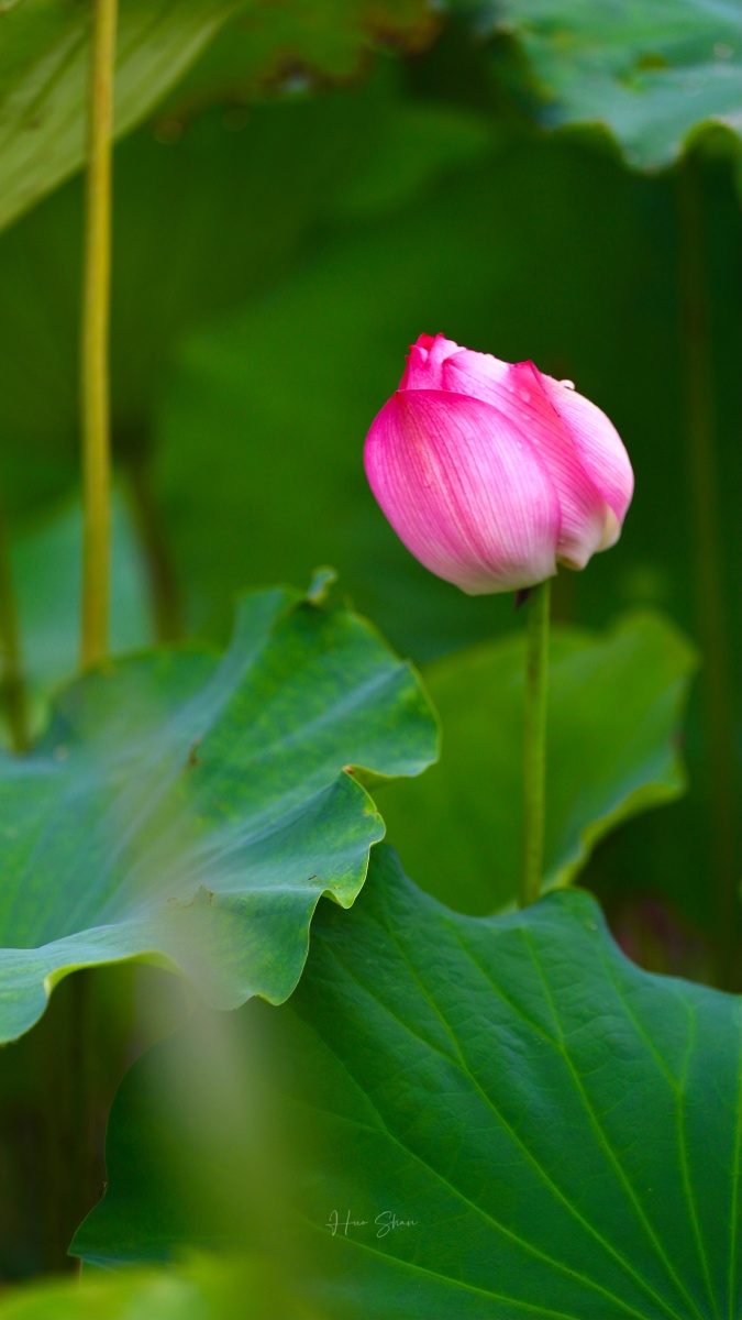 竹色溪下绿荷花镜里香