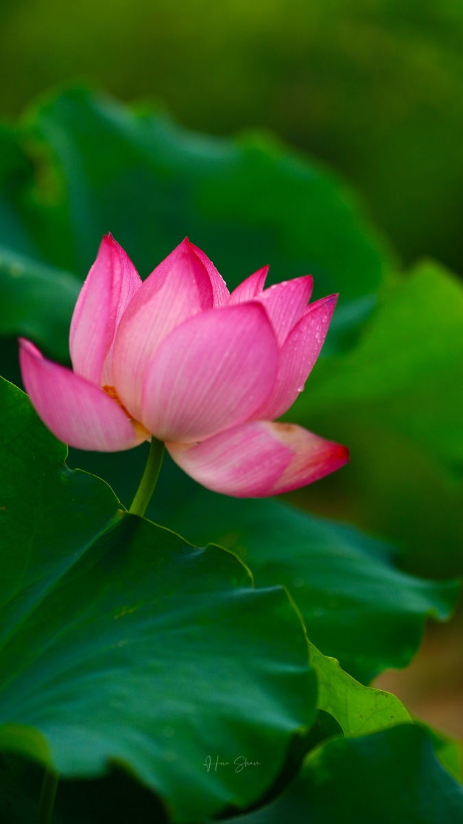 竹色溪下绿荷花镜里香