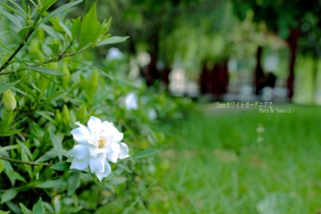 栀子花开六月白
