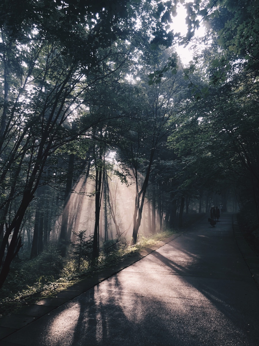 清晨的一缕阳光!