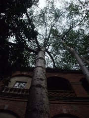 木棉树