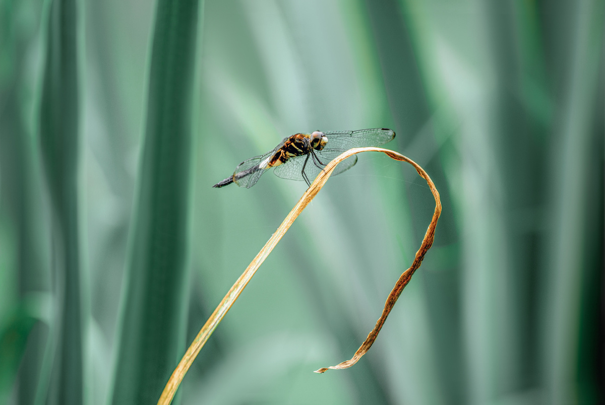 丛草蜻蜓