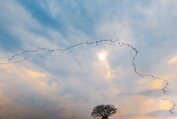 176713