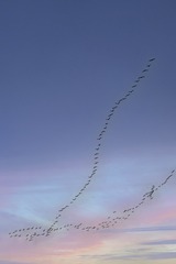 176717