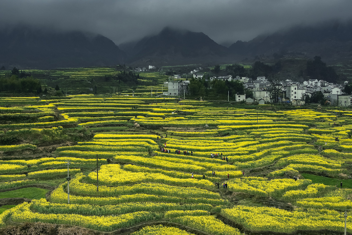 每年3月份,是安徽绩溪家朋的油菜花节,漫山遍野的金黄色的