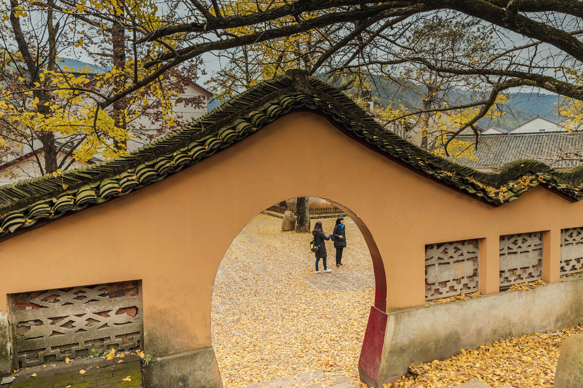 浙江长兴古银杏长廊风光3