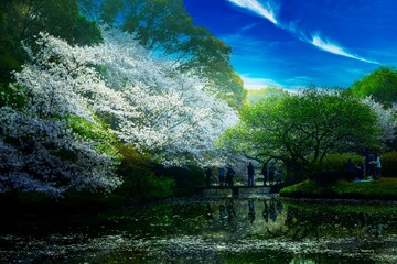 樱花盛开