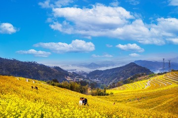 千岛湖长岭上村的梯田菜花