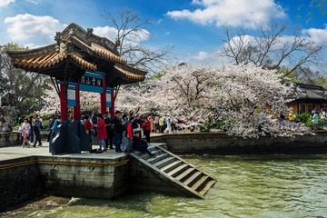 樱花开了5