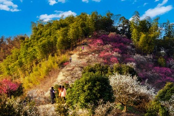 浙江安吉杭垓梅花山风光