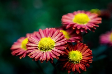 小菊花