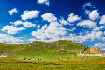 草原牧场