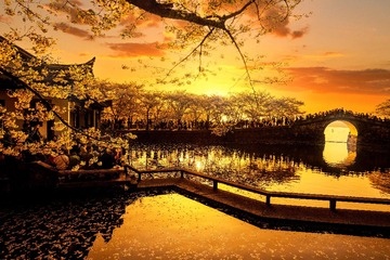 樱花开了6