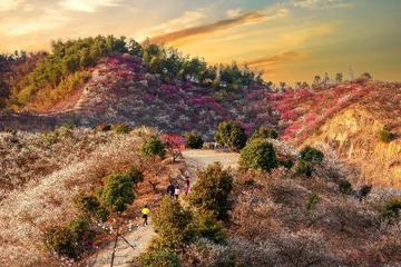 安吉杭垓梅花山风光2