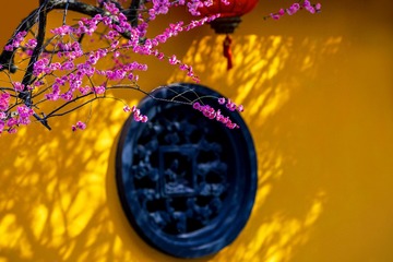 铁佛寺的红梅