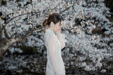 樱花开了
