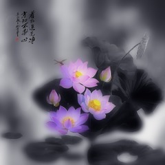 水墨意境荷花2